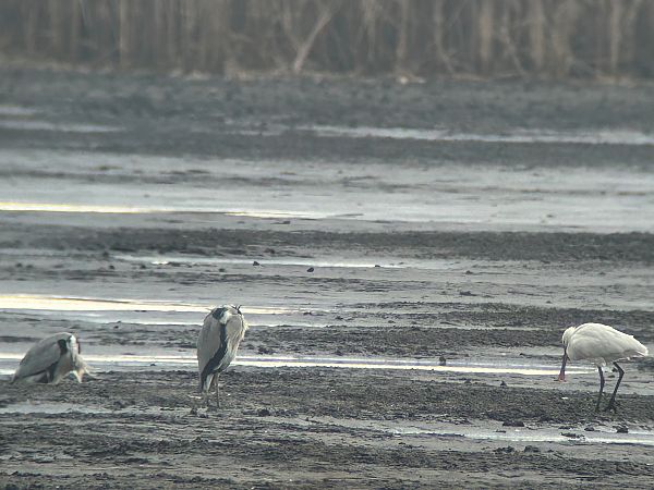 warzęcha  - Sławomir Karpicki