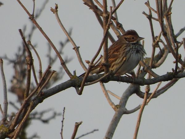 Zwergammer  - Sławomir Karpicki