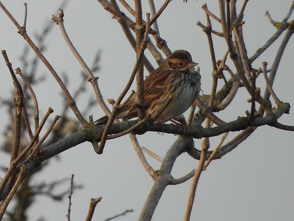 trznadelek  - Sławomir Karpicki