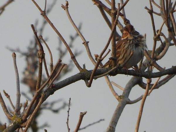 Bruant nain  - Sławomir Karpicki