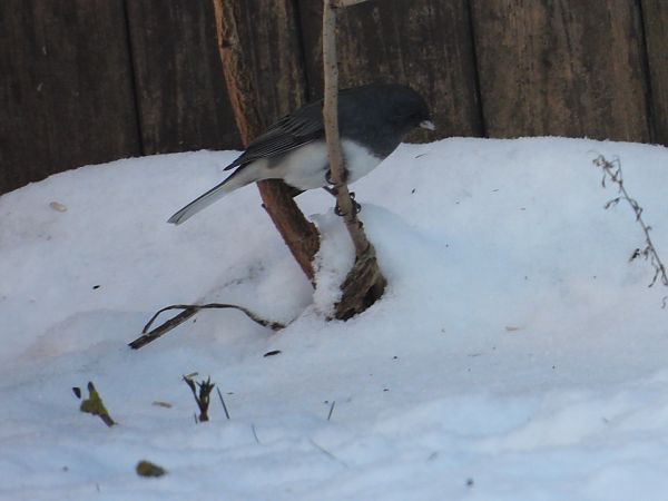 junko (zwyczajny)  - Sławomir Karpicki