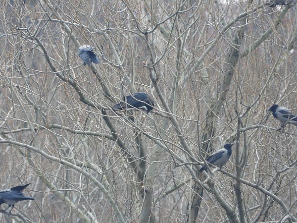Hybrid Carrion x Hooded Crow  - Jarosław Słowikowski
