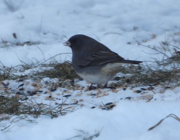 Junco ardoisé  - Wojciech Łapiński