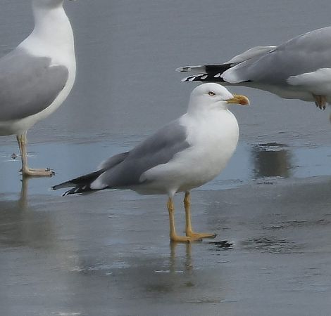 Mittelmeermöwe  - Damian Mikulski