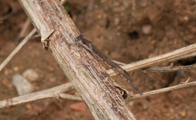 straszka pospolita  - Rafał Walczybok