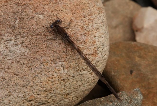 Gemeine Winterlibelle  - Rafał Walczybok