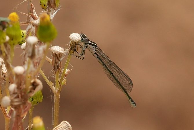 łątka dzieweczka  - Rafał Walczybok