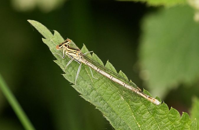 pióronóg zwykły  - Rafał Walczybok