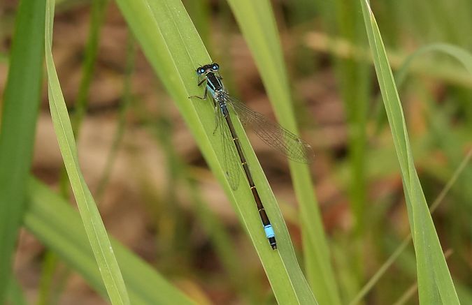 tężnica wytworna  - Rafał Walczybok