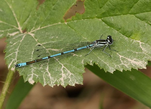 Hufeisen-Azurjungfer  - Rafał Walczybok