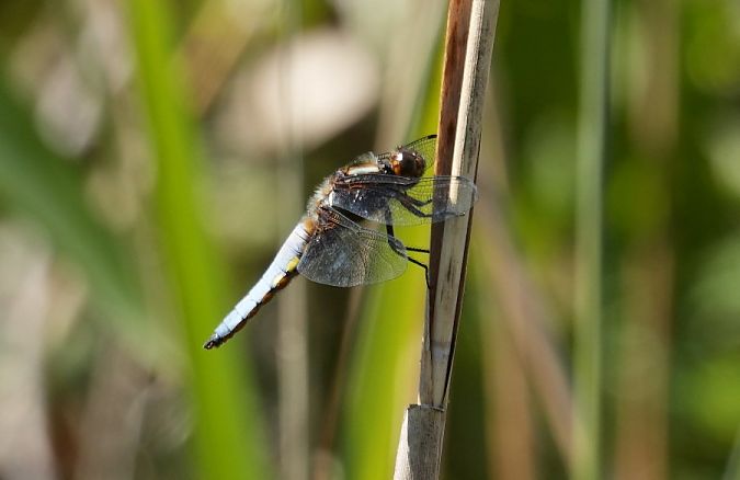 ważka płaskobrzucha  - Rafał Walczybok