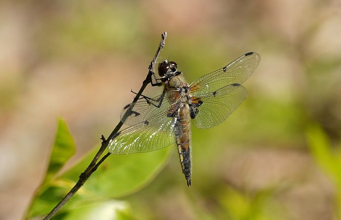 ważka czteroplama  - Rafał Walczybok