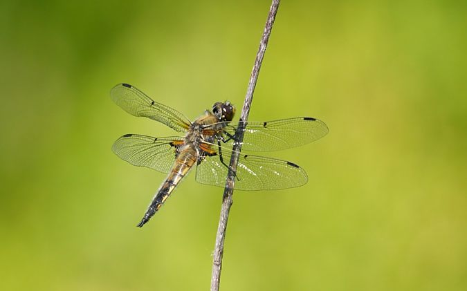 Vierfleck  - Rafał Walczybok