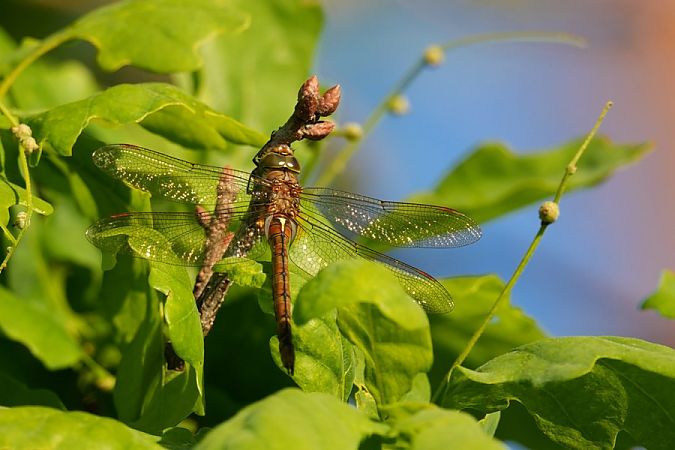żagiew ruda  - Rafał Walczybok