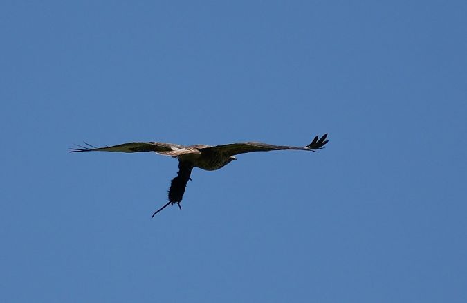 Buse variable  - Rafał Walczybok