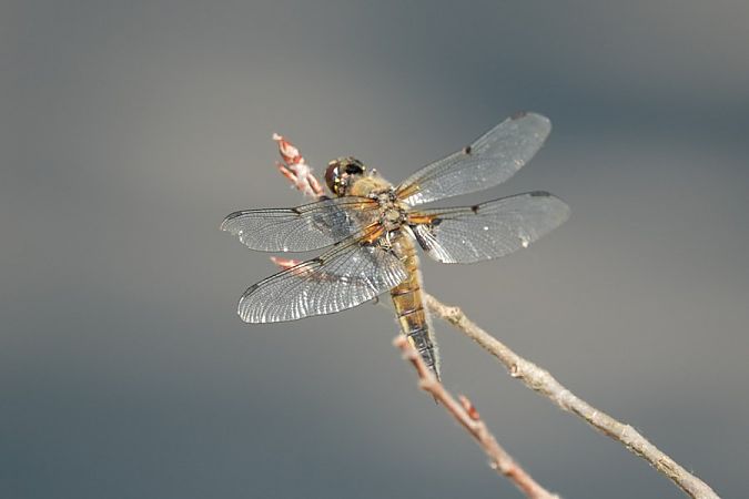 ważka czteroplama  - Rafał Walczybok