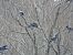Hybrid Carrion x Hooded Crow  - Jarosław Słowikowski