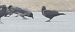Hybrid Carrion x Hooded Crow  - Jarosław Słowikowski