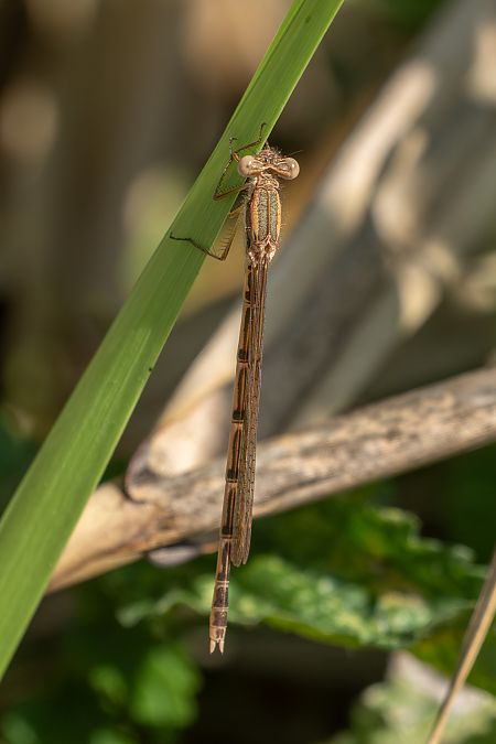straszka pospolita  - Katarzyna Matusik