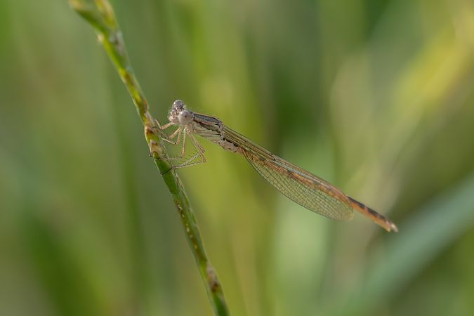 straszka pospolita  - Katarzyna Matusik