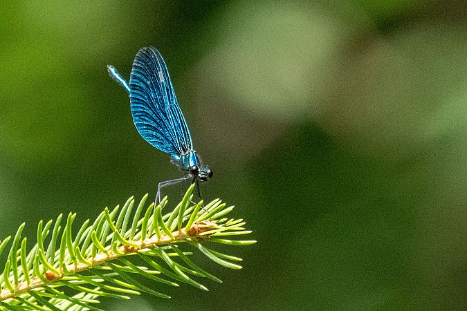 świtezianka dziewica  - Katarzyna Matusik