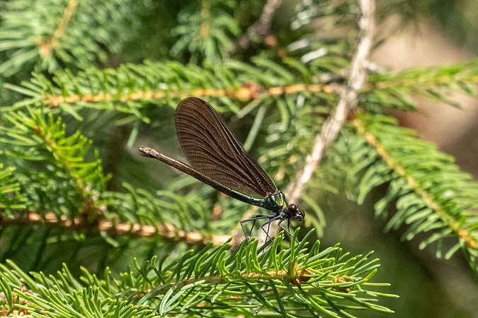 świtezianka dziewica  - Katarzyna Matusik