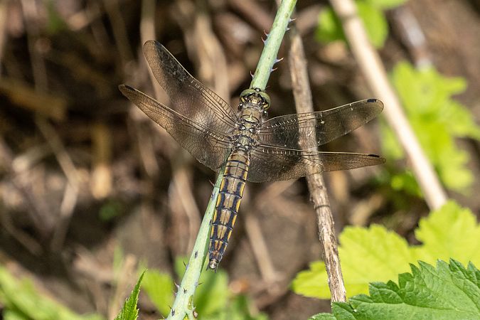 lecicha pospolita  - Katarzyna Matusik