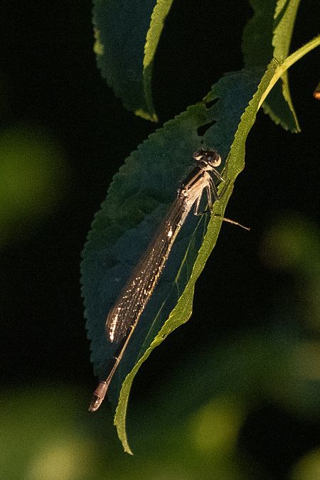 tężnica wytworna  - Katarzyna Matusik