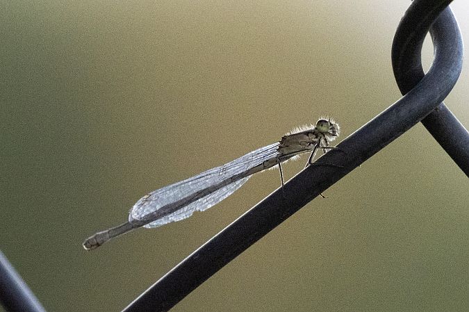 tężnica wytworna  - Katarzyna Matusik