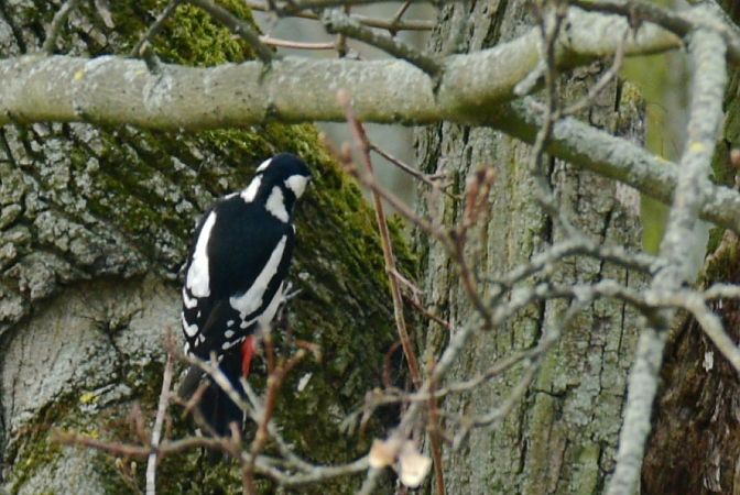 Great Spotted Woodpecker  - Hanna Żelichowska