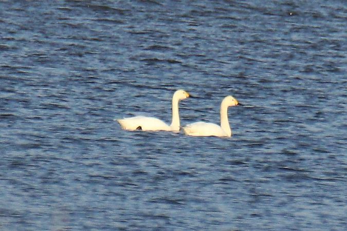 Bewick's Swan  - Mariusz Zub