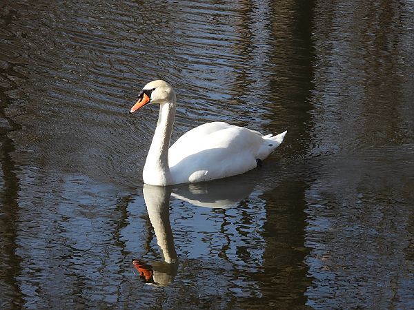 Cygne tuberculé  - Jarosław Słowikowski