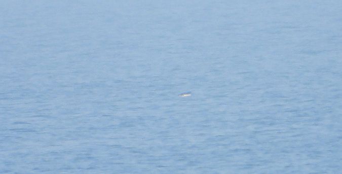 Razorbill  - Jarosław Słowikowski