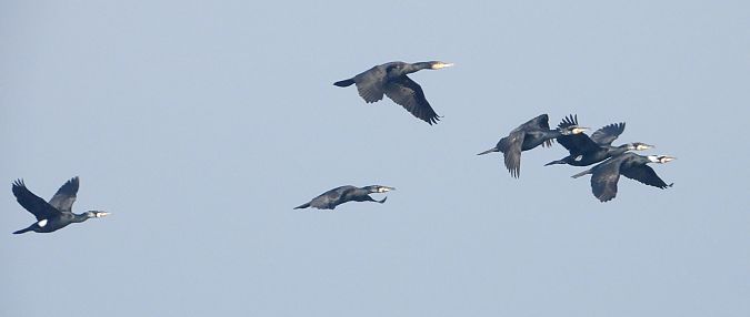 kormoran  - Jarosław Słowikowski