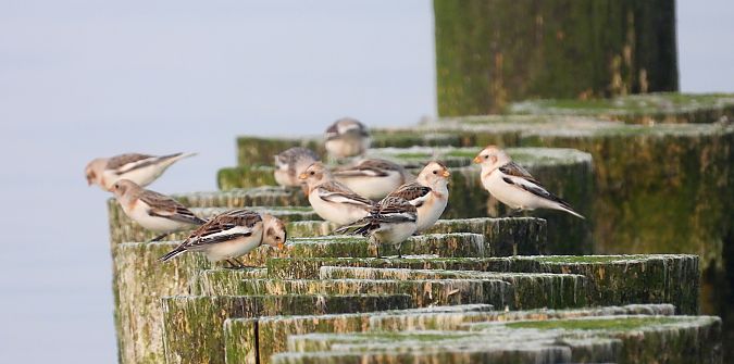 Snow Bunting  - Jarosław Słowikowski