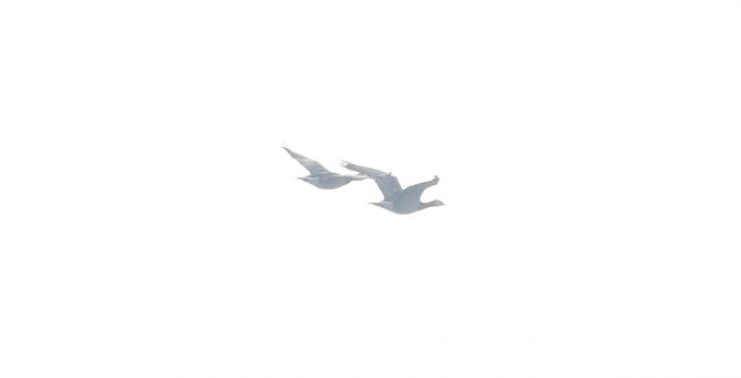 Barnacle Goose  - Jarosław Słowikowski