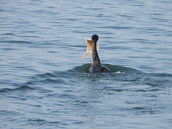 Great Cormorant  - Jarosław Słowikowski