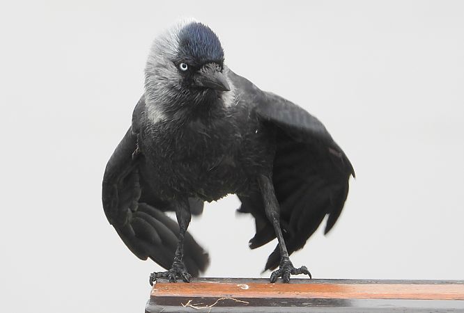 Western Jackdaw  - Jarosław Słowikowski