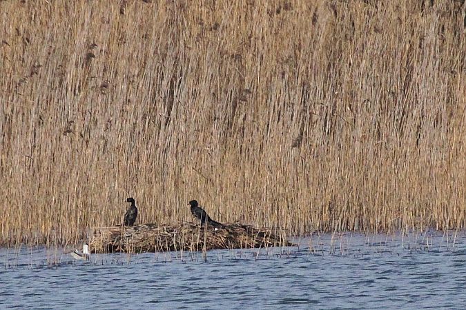 kormoran mały  - Krzysztof Czajowski