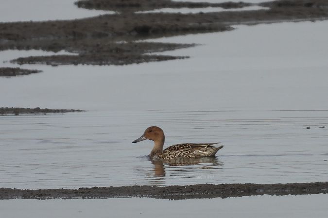 Canard pilet  - Justyna Krawczyk