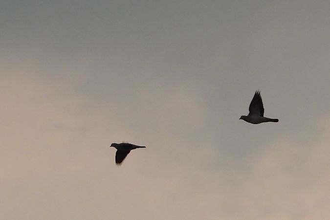 Pigeon colombin  - Justyna Krawczyk