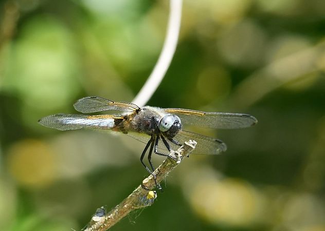ważka ruda  - Rafał Walczybok