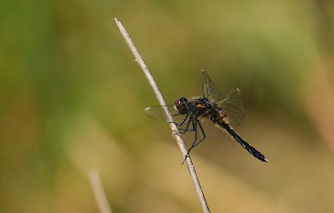 zalotka spłaszczona  - Rafał Walczybok