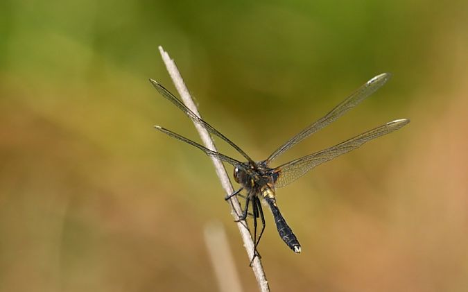 zalotka spłaszczona  - Rafał Walczybok