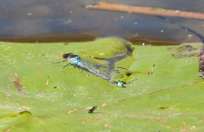 oczobarwnica większa  - Rafał Walczybok