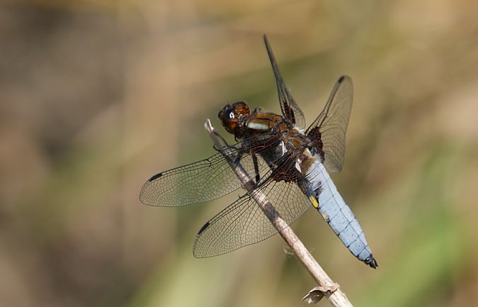 ważka płaskobrzucha  - Rafał Walczybok