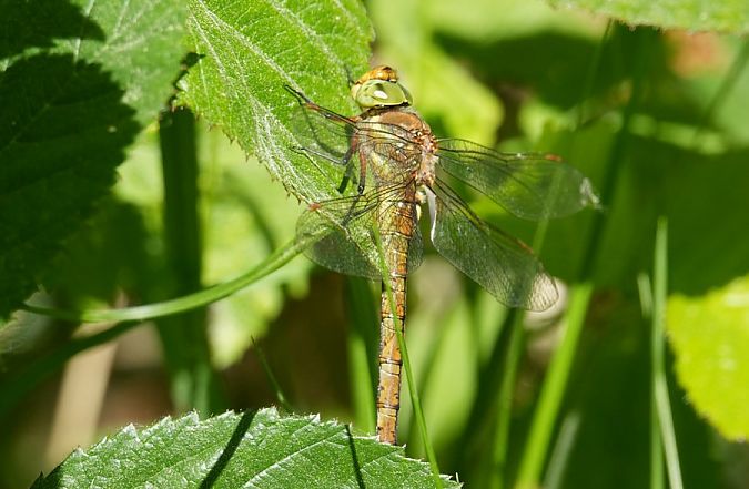 żagiew ruda  - Rafał Walczybok