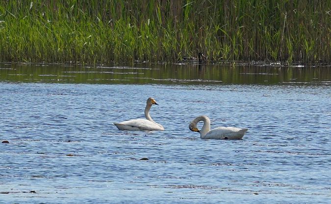Singschwan  - Rafał Walczybok