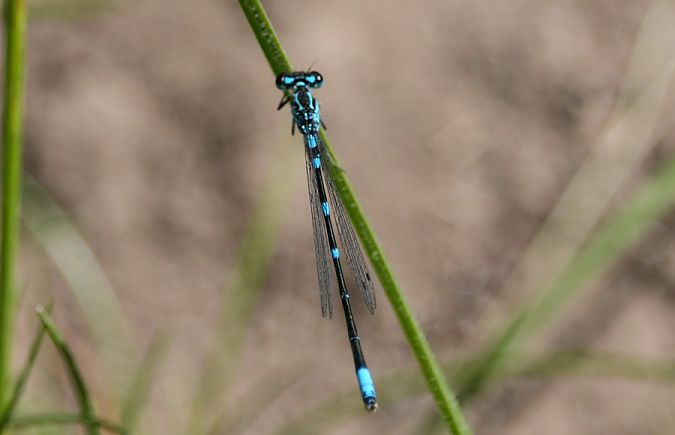 łątka wczesna  - Rafał Walczybok