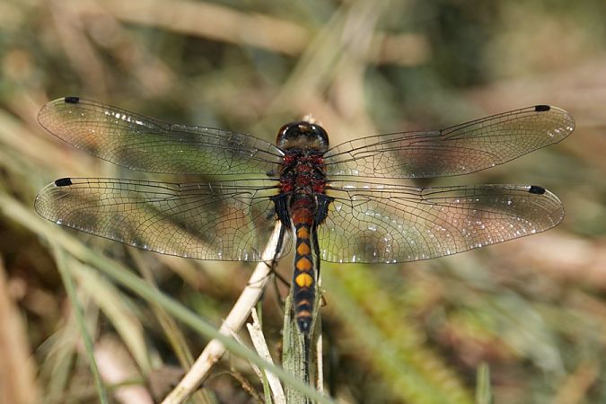 zalotka większa  - Rafał Walczybok